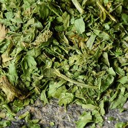 CILANTRO IN FOGLIE